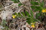 Hoary puccoon